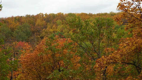 A top view of colourful forest trees and lake in the autumn season. Stock Footage 164660010