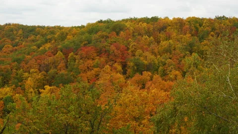 A top view of colourful forest trees and lake in the autumn season. Vidéo 164662855