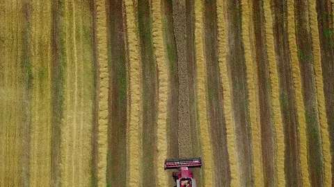 Top view of combine harvester on the chamfered wheat field Video stock 108461064