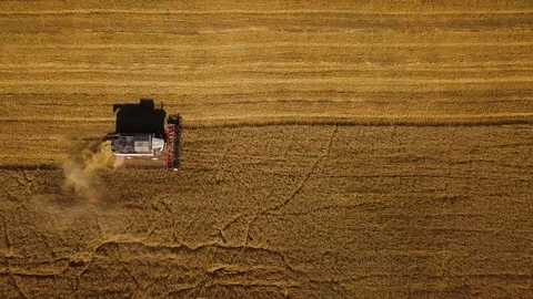 Top view of combine harvester working on the large golden ripe wheat field Video stock 101775370