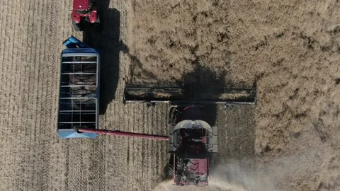 Top view on a combine harvester working on the fields of colza, 4k Stock Footage 138002950