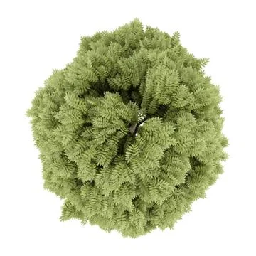 Top view of common ash tree isolated on white background. 3d illustration Stock Illustration