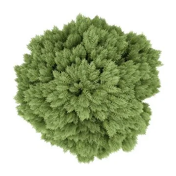 Top view of common ash tree isolated on white background. 3d illustration Illustrazione stock