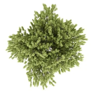 Top view of common beech tree isolated on white background. 3d illustration Illustrazione stock