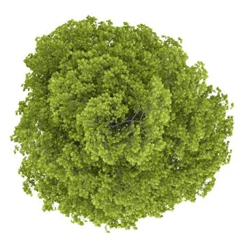 Top view of common lime tree isolated on white background Stock Illustration