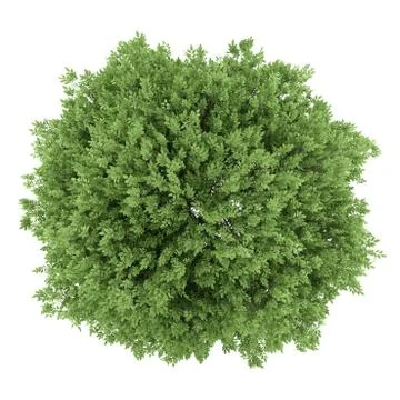 Top view of common walnut tree isolated on white background Stock Illustration