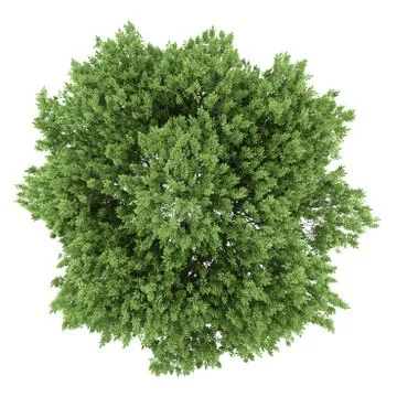 Top view of common walnut tree isolated on white background Stock Illustration