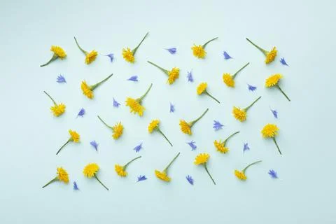 The top view composition flowers Stock Photos