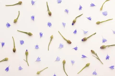 The top view composition flowers Stock Photos