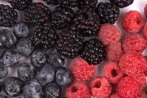 Top view on composition of red, blue and black splattered with water berries Stock Photos