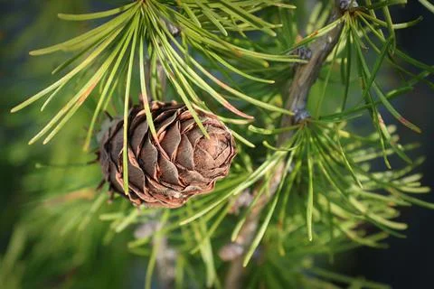 Top view of a cone on a larch tree Stock Photos