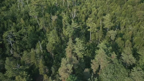 Top View of Coniferous Dense Forest in Summer in North America Canada Stock Footage 248071499