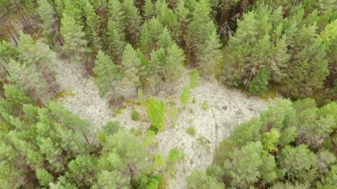 Top view of the coniferous forest. Aerial photography. Vidéo 94420567