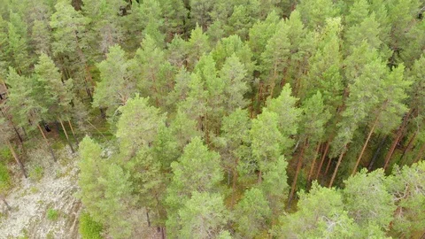 Top view of the coniferous forest. Aerial photography. 動画素材 94420574