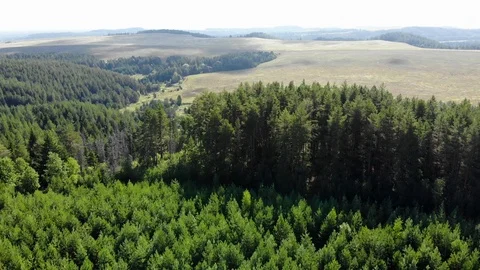 Top view of the coniferous forest. Aerial photography. Видео 94421094