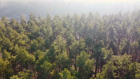 Top view of coniferous forest, beautiful morning sun on pine trees natural wood Stock Footage 122425401