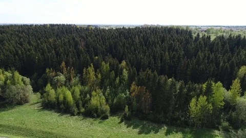 Top view of a coniferous green forest, general plan. Aerial photography, movemen Stock Footage 79822225