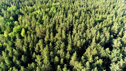 Top view of a coniferous green forest, general plan. Aerial photography, movemen Stock Footage 79823227