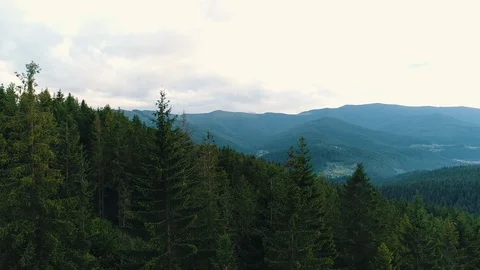 Top view of coniferous mountain forest Stock Footage 118625481