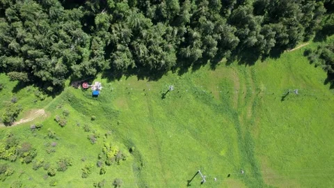 Top view of coniferous trees and fields. Video stock 208150296