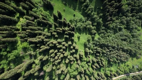 Top view of coniferous trees and fields. Stock Footage 208150914