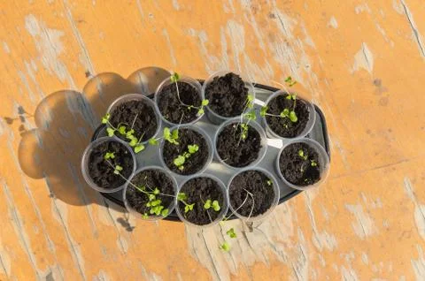 Top view on container full of plastic cups with young brussels sprouts Stock Photos