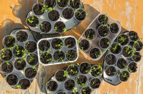 Top view on containers full of plastic cups with young brussels sprouts Foto stock