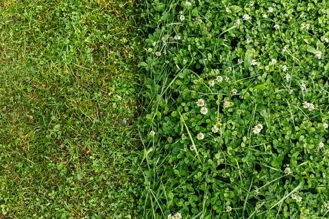 Top view contrast between short mowed green grass lawn and wild blooming wh.. 스톡 사진