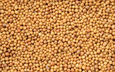 Top view of controlled release fertilizer Foto stock