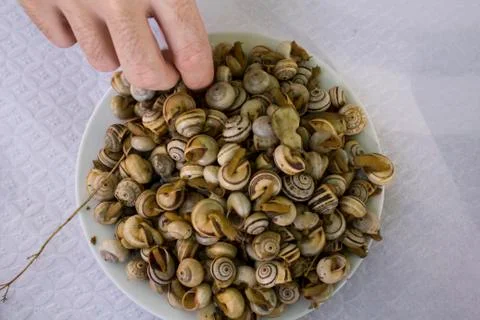 Top view of Cooked snails or escargot Stock Photos