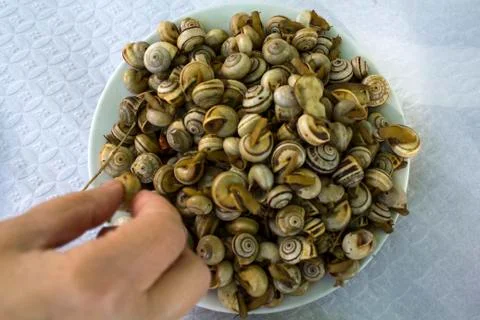 Top view of Cooked snails or escargot Stock Photos
