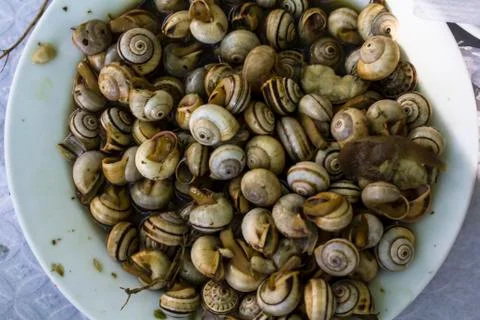 Top view of Cooked snails or escargot Foto stock