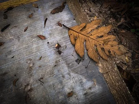 Top view of copy space with leafs background. Copy space concept Stock-Fotos
