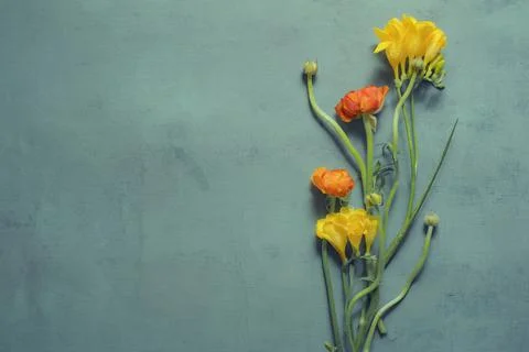Top view copy space ranunculus spring flowers floral background Stock Photos