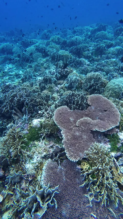 Top view of coral reef formations in clear water Stock Footage 325712414