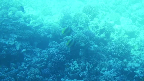 Top view coral reef under crystal clear water, sea ​​ripples reflected. 4K Video stock 229894230