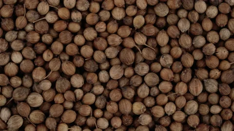 Top view of coriander seeds rotating. Closeup. Macro. Stock Footage 170425859