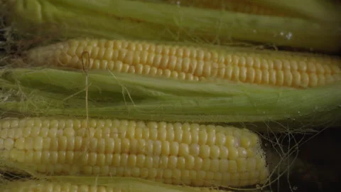 Top view, corn boiling in a metal pot on the stove Stock Footage 337774771