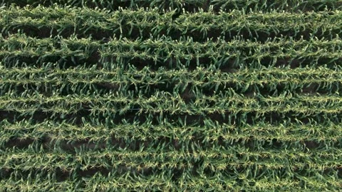 Top view corn field.A bird's-eye view video exploring a corn field. Stock Footage 301324931