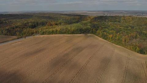 Top view of corn field. harvesting, aerial photography. Stock Footage 125400434