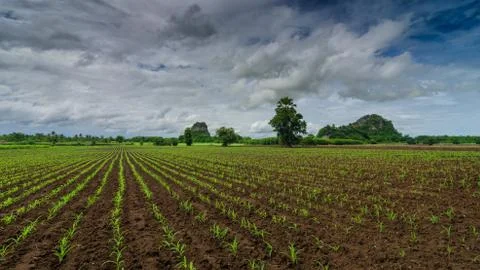 Top view of corn field Stock Photos