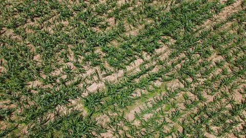 Top view of Corn fields are growing in the farm photo by drone Stock Photos