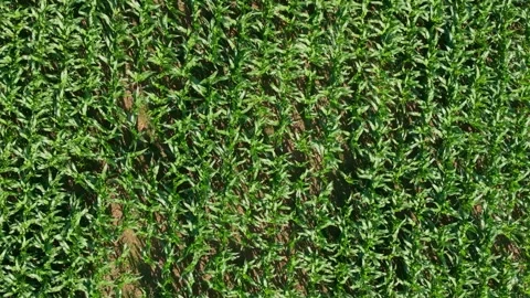 Top View Of Corn Fields Growing In Rural Landscape Stock Footage 281250306