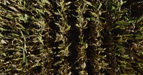 Top View Of Corn Fields At Hassard Elevator Company Agribusiness In Monroe Stock Footage 325690122