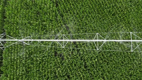 Top view of corn irrigation, corn field with irrigation system, windmills with 스톡 동영상 135707217