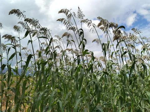 Top view of corn plant featuring tassel and fresh green leaves, natural agricult Stock Photos