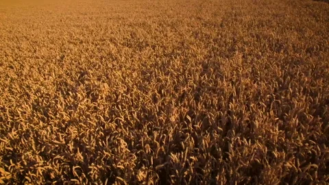 Top view of cornfield. aerial view of a cultivated cornfield ready to harvest Stock Footage 147606769