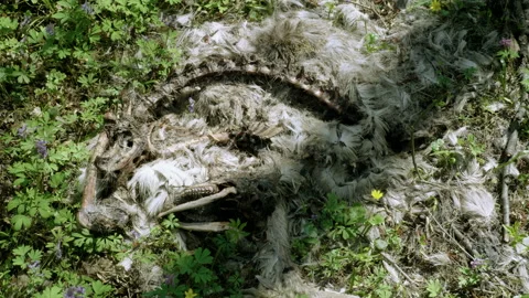 Top view of the corpse of a dead wild animal lying in the forest. 4K Stock Footage 93250458