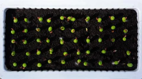 Top view  of  coryphantha cactus in  container Stock Photos