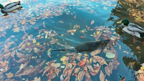 Top view on Coypu swimming in river covered with floating fall foliage among Stock-Footage 336100152
